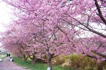 かんなみ桜の並木の下で思い思いに過ごす人たちの写真
