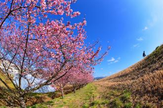 田畑脇の桜並木を魚眼レンズでとらえた写真