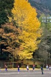 銀杏の木1