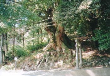 鳥居の横の斜面に立っている春日神社の大きなクスの写真