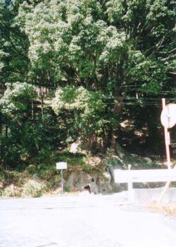 斜面に立っている春日神社の大きなクスを道路側から撮影した写真