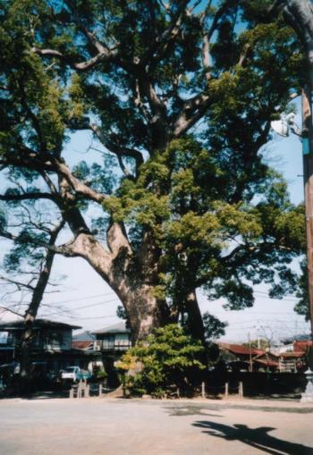 木の囲いに囲まれた天地神社のクスが青い空に向かって大きく枝を伸ばしている様子の写真