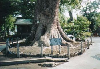 大きなクスの前に立て看板が立てられ木の囲いに囲まれた天地神社のクスの写真