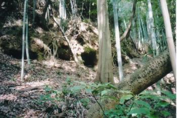 森の中に人一人入れるくらいの穴が3つから4つ空いていて周りは木の根や倒木、竹などが生い茂っている写真