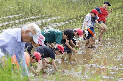 田植えの画像