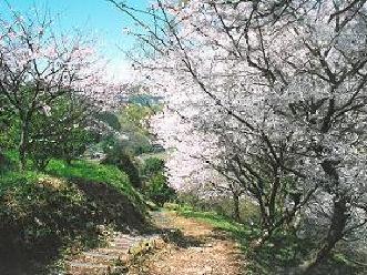 真ん中に砂利道があり、右手に立派な桜の木が見えている写真