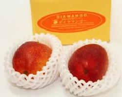 減農薬で栽培された赤みの強いマンゴーの写真