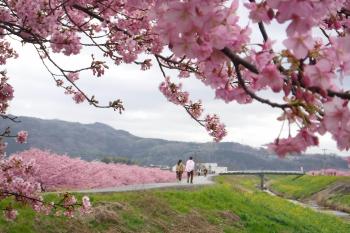 かんなみ桜が咲く川沿いの道を歩く男女の写真