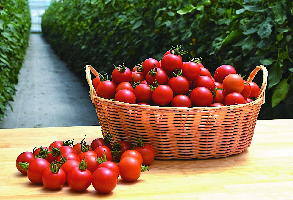カゴのから溢れるほど盛られた赤みが特徴的なトマトの写真