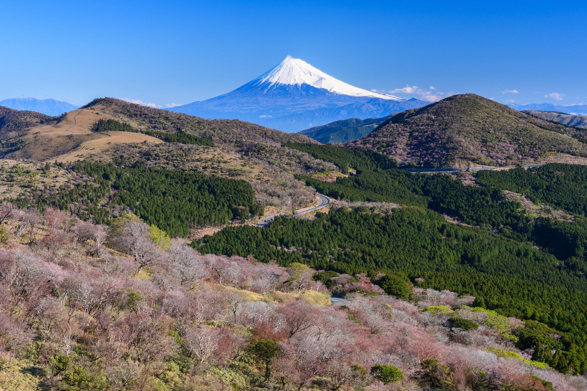 過去の展示作品「西伊豆・仁科峠のマメザクラと富士山」