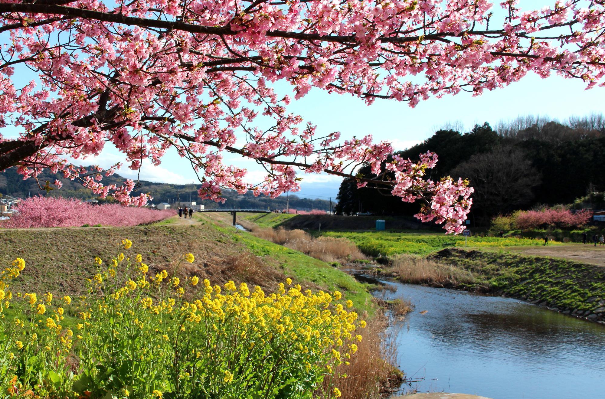 かんなみの桜の画像