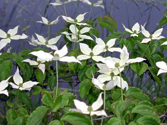 いっぱいに咲いた白いヤマボウシの花の写真