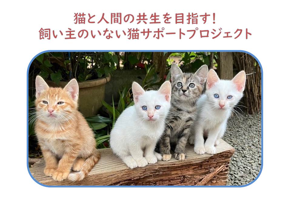 クラウドファンディング（猫）お知らせ画像